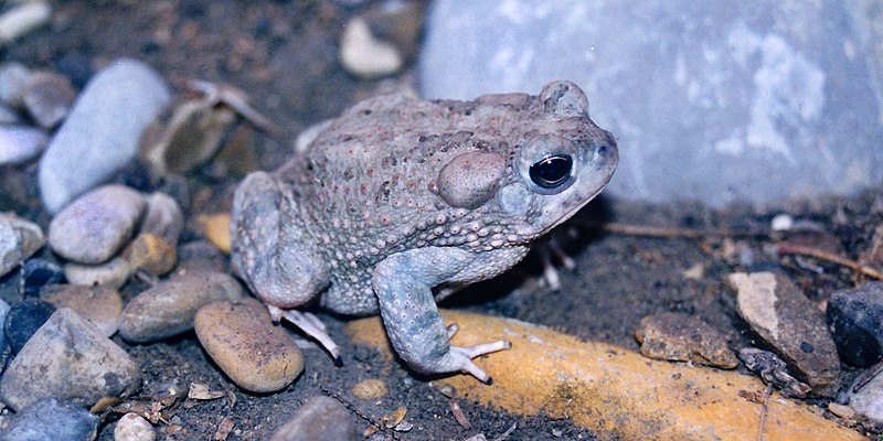 File:Anaxyrus speciosus, Texas Toad, Tamaulipas.jpg