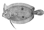 Platvissen hebben een gedeeltelijk symmetrische rugvin en buikvin ontwikkeld