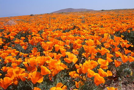 California poppy (Eschscholzia californica) field, at the Antelope Valley California Poppy Reserve.