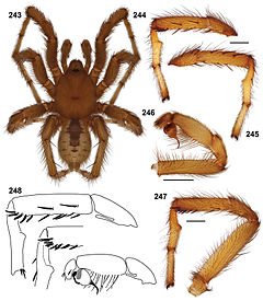Description de l'image Aptostichus derhamgiulianii anatomy.jpg.