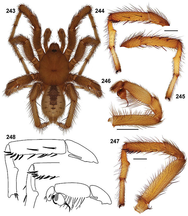 Description de l'image Aptostichus derhamgiulianii anatomy.jpg.