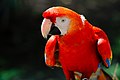 * Nomination Portrait of Scarlet Macaw. --Tuxyso 07:29, 14 November 2012 (UTC) * Promotion looks good to me. Sharp head and eye, nice bokeh --Nichtvermittelbar 16:49, 14 November 2012 (UTC)