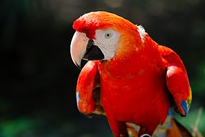 Scarlet ara (Ara macao)