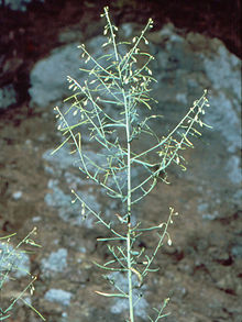 Arabis serotina.jpg