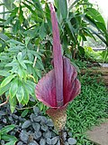 Araceae Amorphophallus konjac.jpg