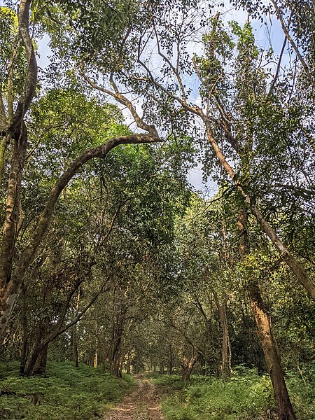 File:Aralam Wildlife Sanctuary during Annual Butterfly Survey 2022 (113).jpg