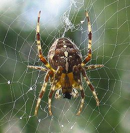 Paprastasis kryžiuotis (Araneus diadematus)