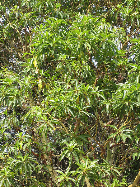 File:Arbutus canariensis.jpg