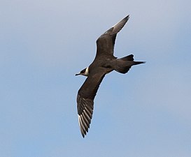 In flight