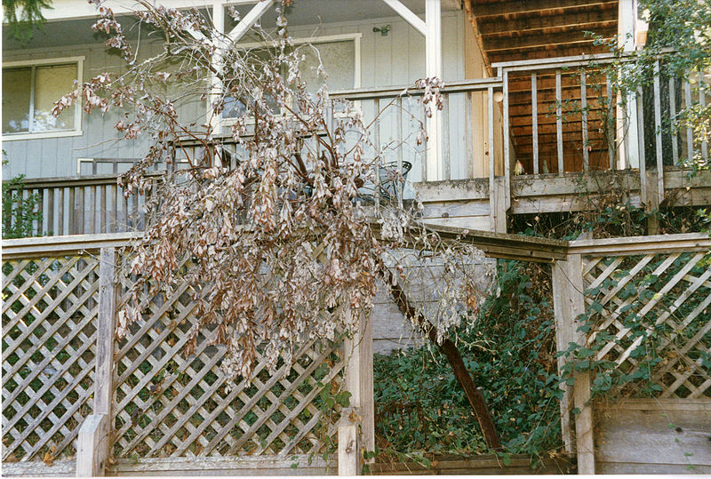 File:Arctostaphylos andersonii Dead 1996 (25186182090).jpg