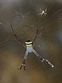 * Nomination Argiope pulchella (Less details due to longer fl and subject distance; but more pleasing bg.) --Jkadavoor 07:50, 12 December 2014 (UTC) * Promotion Good quality. --Poco a poco 11:18, 12 December 2014 (UTC)