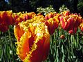 Orange tulips