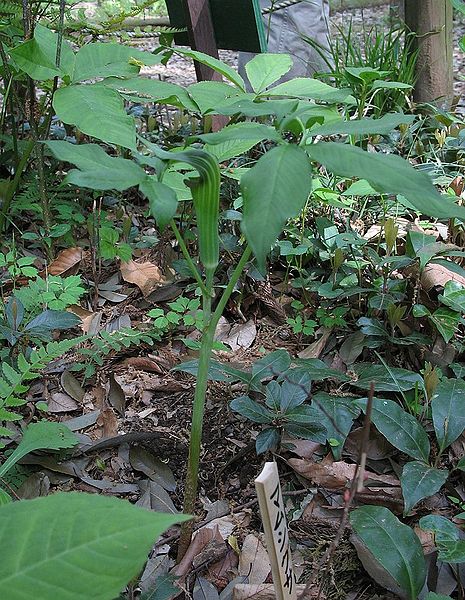 File:Arisaema serratum 2.jpg