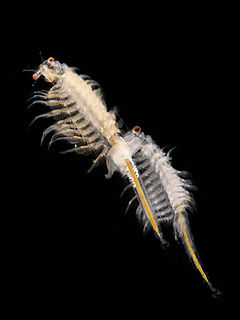 <i>Artemia salina</i> species of crustacean