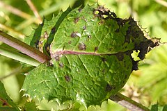 Ascochyta sonchi: fotografijŏ