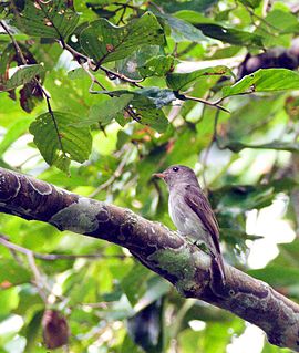 Ashy-breasted flycatcher Species of bird