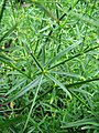 Leaves, cultivated, Poland