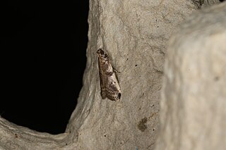 <i>Assara seminivale</i> Species of moth