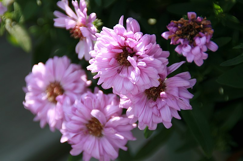 File:Aster novi-belgii Patricia Ballard 1zz.jpg