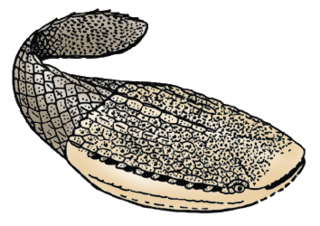 <span class="mw-page-title-main">Astraspida</span> Extinct order of jawless fishes