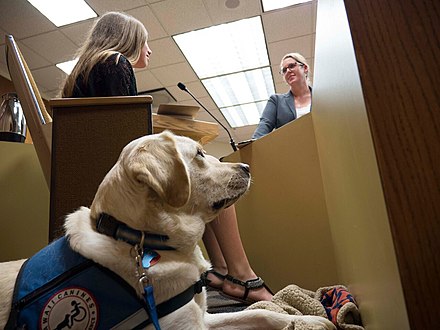A courthouse facility dog (2014)