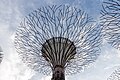* Nomination Supertree Grove, Gardens by the Bay --Mike Peel 19:32, 8 December 2023 (UTC) * Promotion Seems a bit tilted. Also the shadows could be brighter. --Plozessor 10:58, 9 December 2023 (UTC) @Plozessor: Thanks for looking, rotated, brightened. Thanks. Mike Peel 19:48, 9 December 2023 (UTC)  Support Good quality. --Plozessor 20:12, 9 December 2023 (UTC)