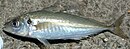 Atlantic Horse Mackerel.jpg