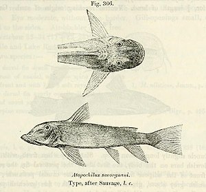 Atopochilus savorgnani, the type species of the genus