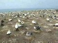 File:Australasian Gannets (Morus serrator), Cape Kidnappers colony.ogv