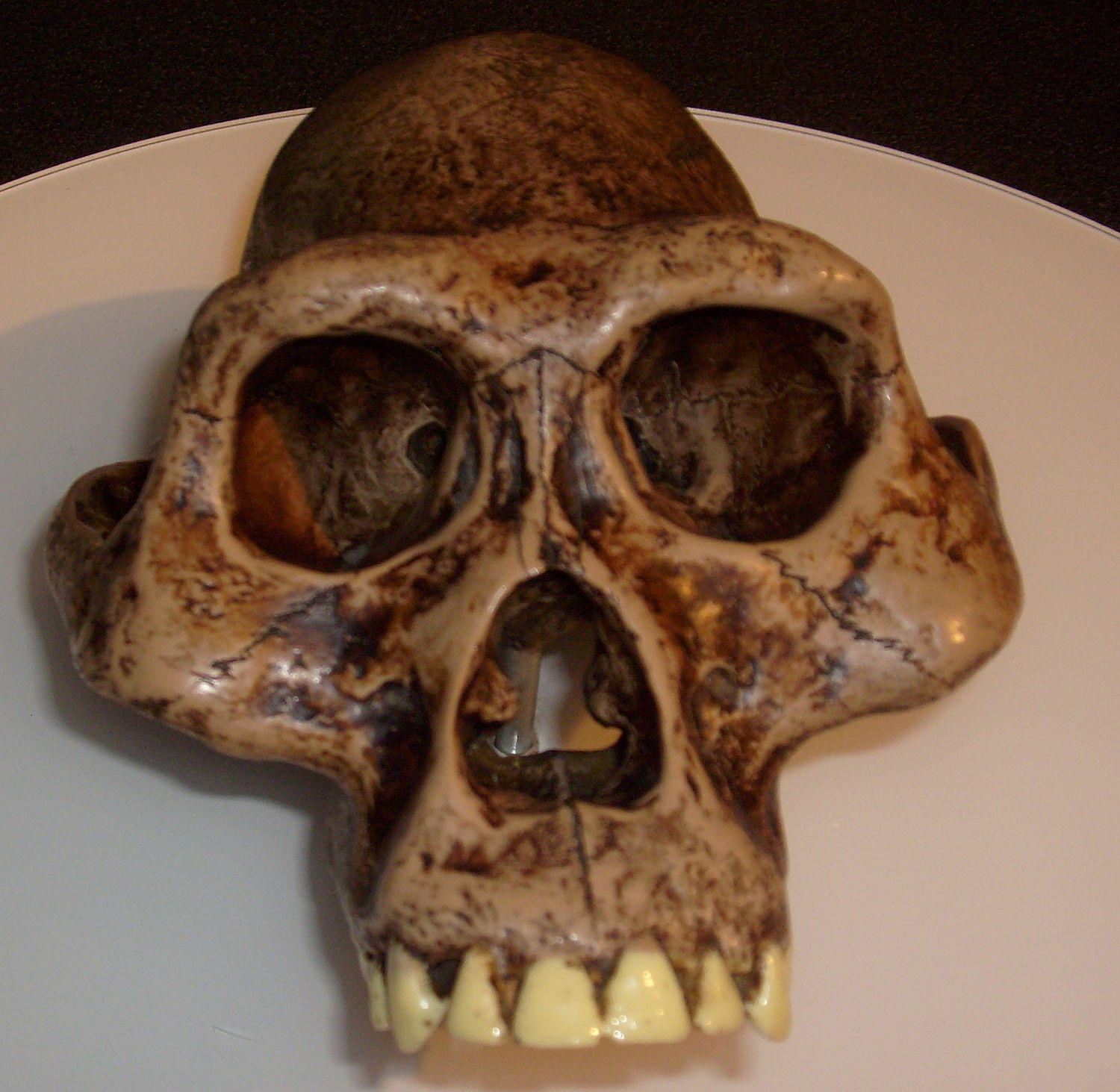 Australopithecus africanus · iNaturalist