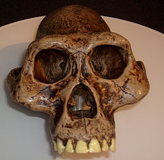Australopithecusafarensis reconstruction.jpg