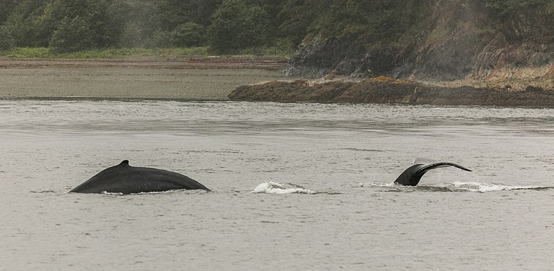 File:Avistamiento de ballenas jorabadas (Megaptera novaeangliae), Juneau, Alaska, Estados Unidos, 2017-08-17, DD 19.jpg