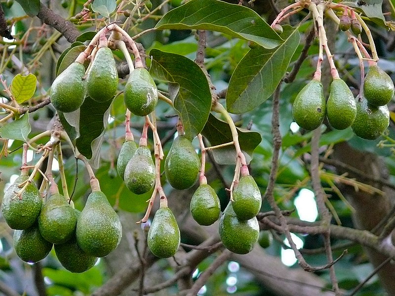 File:Avocados (Persea americana) (18159574242).jpg