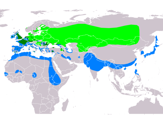 Área de distribución de Aythya ferinaEn verde, área de críaEn azul escuro, área de ocupación permanenteEn azul, área de invernada