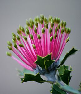 The endangered Banksia cuneata in late bud giving rise to its common name of matchstick banksia