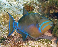 Bahamian State Fish