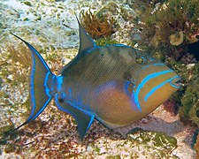 Poisson Balistes: Genre de poissons