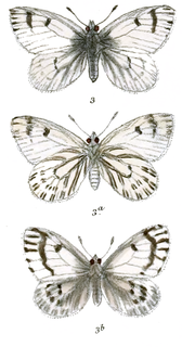 <i>Baltia butleri</i> Species of butterfly