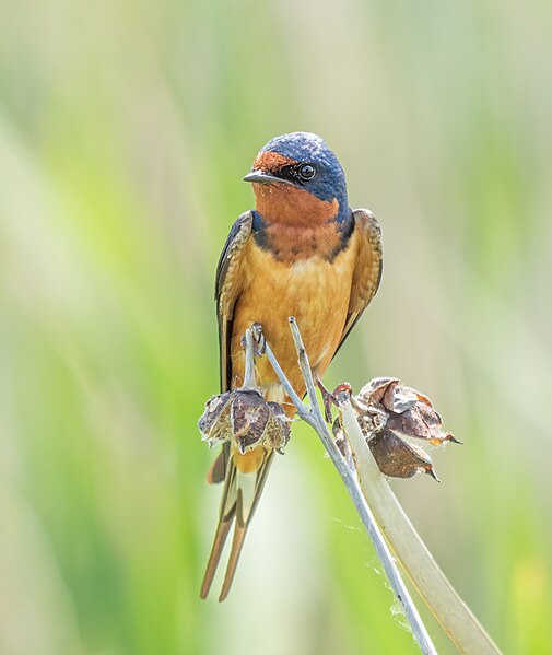 File:Barn swallow in Montezuma (14460).jpg