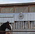 Shire horse and wagon wheel barnstar.