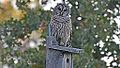 Barred Owl (8468761866).jpg