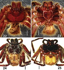 Barylestis saaristoi (10.3897-zookeys.832.32569) Figures 22–25.jpg