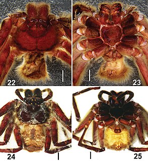 <i>Barylestis</i> Genus of spiders