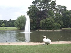 BedfordParkLakeSwan.JPG