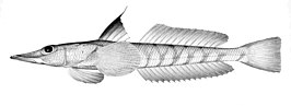 Bembrops filiferus