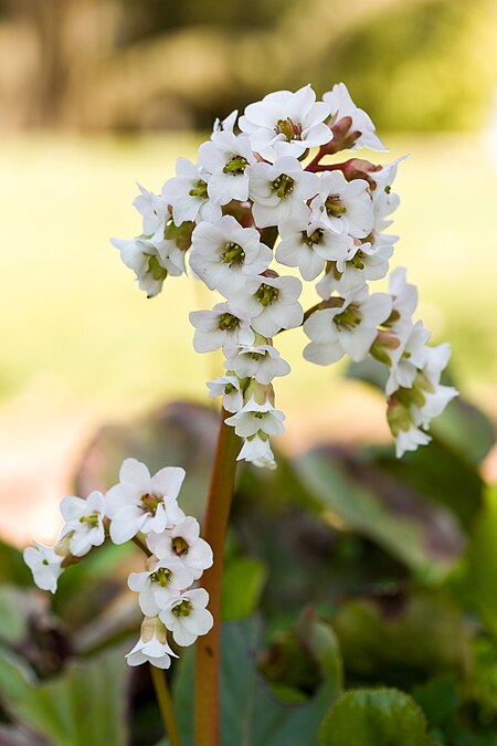 Bergenia 'Bressingham White'.jpg