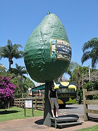 Большой авокадо.jpg