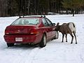 Miniatuur voor Bestand:Bighorn Sheep Licking Salt from Car.jpg