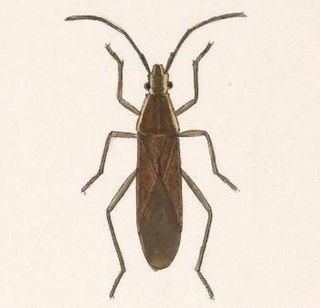 <i>Darmistus</i> Genus of true bugs