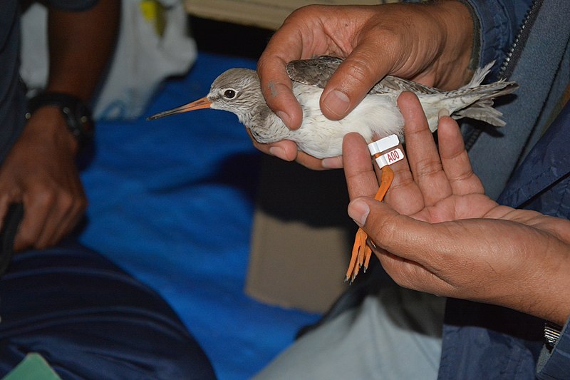 File:Bird Ringing by BNHS by Raju Kasambe DSC 2456 (18) 07.jpg